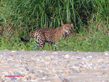 Peru-Amazon-Complete Manu Biosphere Reserve Experience
